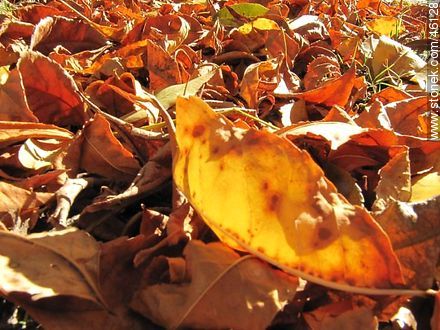 Hojas de otoño - Flora - IMÁGENES VARIAS. Foto No. 46128