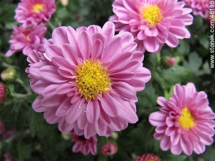 Pink chrysanthemum - Flora - MORE IMAGES. Photo #46195