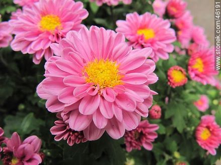 Pink chrysanthemum - Flora - MORE IMAGES. Photo #46191