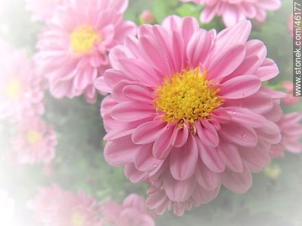 Pink chrysanthemum - Flora - MORE IMAGES. Photo #46177
