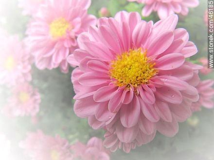 Pink chrysanthemum - Flora - MORE IMAGES. Photo #46185