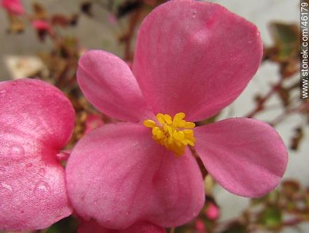 Begonia de flor, flor de azúcar. - Flora - IMÁGENES VARIAS. Foto No. 46179