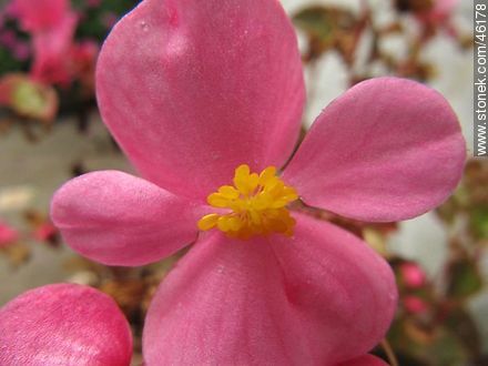 Begonia de flor, flor de azúcar. - Flora - IMÁGENES VARIAS. Foto No. 46178