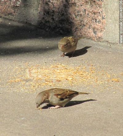Sparrow casal - Fauna - MORE IMAGES. Photo #46126