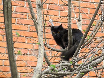 Gato negro - Fauna - IMÁGENES VARIAS. Foto No. 46118