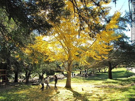 Yellow leaves of a linden tree - Lavalleja - URUGUAY. Photo #46311