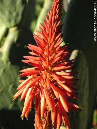 Flor de aloe - Flora - IMÁGENES VARIAS. Foto No. 46310