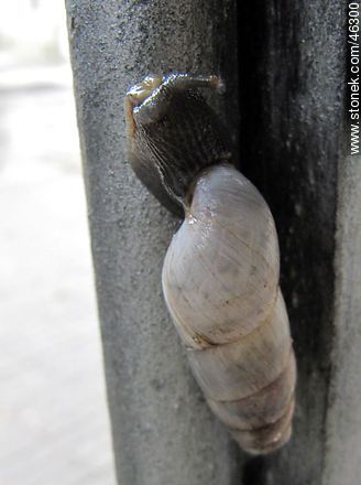 Invasive snail - Fauna - MORE IMAGES. Photo #46300