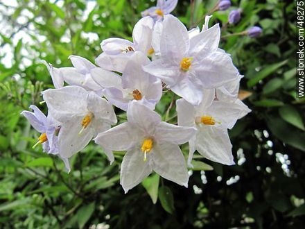 Solanum jasminoides - Flora - MORE IMAGES. Photo #46275