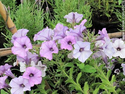 Purple petunias - Flora - MORE IMAGES. Photo #46274