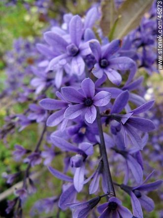 Petrea volubilis - Flora - IMÁGENES VARIAS. Foto No. 46273