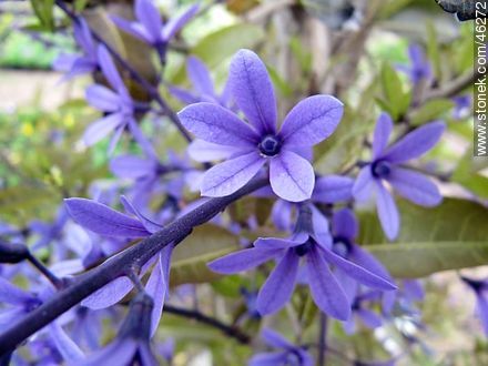 Petrea volubilis - Flora - IMÁGENES VARIAS. Foto No. 46272