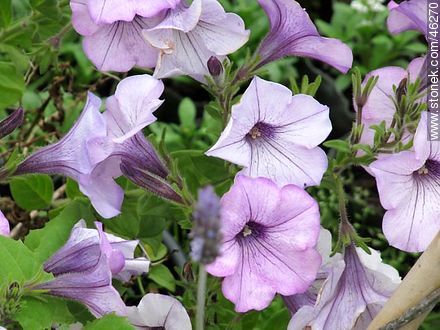 Purple petunias - Flora - MORE IMAGES. Photo #46270