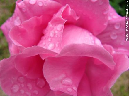 Pink rose - Flora - MORE IMAGES. Photo #46269