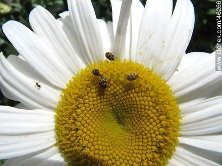Daisies with aphids - Flora - MORE IMAGES. Photo #46266