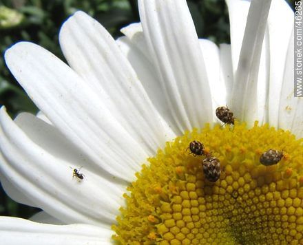 Daisies with aphids - Flora - MORE IMAGES. Photo #46265