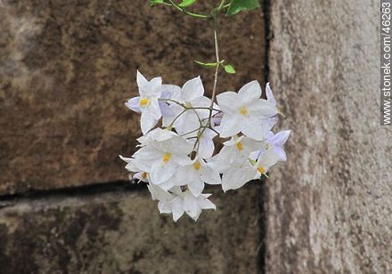 Falso jazmín o jazmín solano o parra de la patata o velo de novia o flor de Sandiego - Flora - IMÁGENES VARIAS. Foto No. 46263