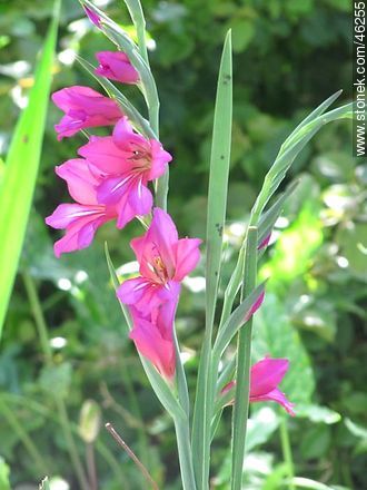 Fucsia gladiolus - Flora - MORE IMAGES. Photo #46255