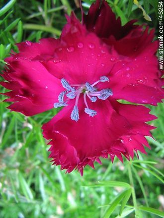 Mini-carnation - Flora - MORE IMAGES. Photo #46254
