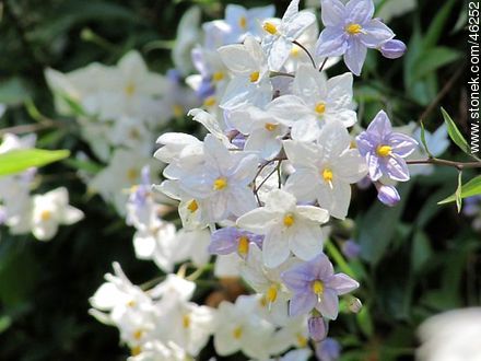 Solanum jasminoides - Flora - MORE IMAGES. Photo #46252