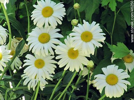 Daisies - Flora - MORE IMAGES. Photo #46250