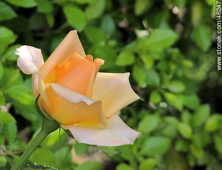 Rosa color té - Flora - IMÁGENES VARIAS. Foto No. 46247