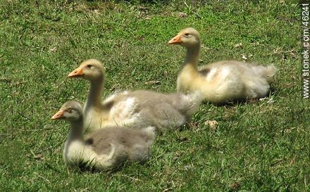 Grown goose chick - Fauna - MORE IMAGES. Photo #46241