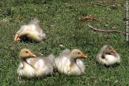 Grown goose chick - Fauna - MORE IMAGES. Photo #46240