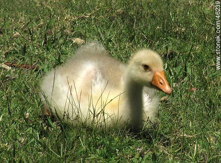 Grown goose chick - Fauna - MORE IMAGES. Photo #46239