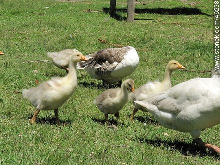Goose family - Fauna - MORE IMAGES. Photo #46238