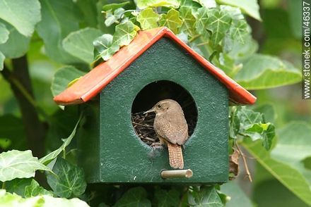 House Wren's nest - Fauna - MORE IMAGES. Photo #46337
