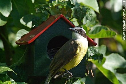Great Kiskadee lurking in a House Wren's nest - Fauna - MORE IMAGES. Photo #46331