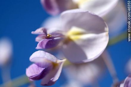 Wisteria Floribunda. - Flora - MORE IMAGES. Photo #46353