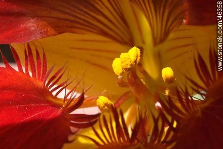 Tropaeolum maja - Flora - MORE IMAGES. Photo #46358