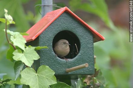 House Wren building its nest - Fauna - MORE IMAGES. Photo #46348