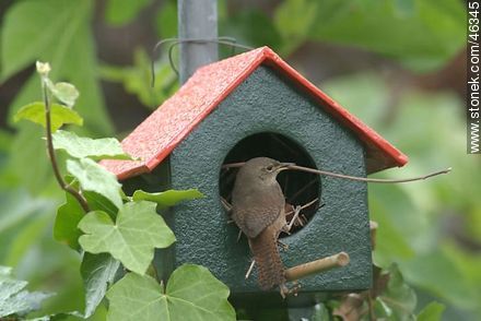 House Wren building its nest - Fauna - MORE IMAGES. Photo #46345