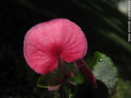 Begonia semperflorens - Flora - MORE IMAGES. Photo #46436