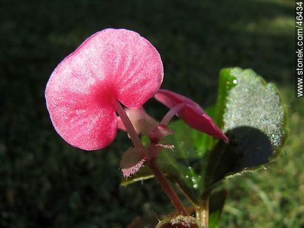 Begonia semperflorens - Flora - MORE IMAGES. Photo #46434
