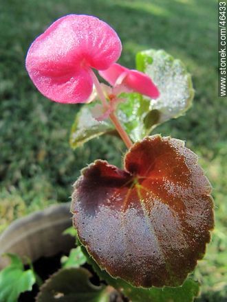 Begonia semperflorens - Flora - MORE IMAGES. Photo #46433