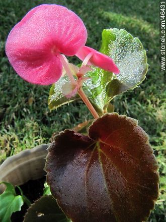 Begonia semperflorens - Flora - MORE IMAGES. Photo #46431