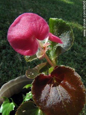 Begonia semperflorens - Flora - MORE IMAGES. Photo #46430