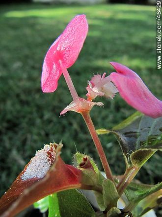 Begonia semperflorens - Flora - MORE IMAGES. Photo #46429