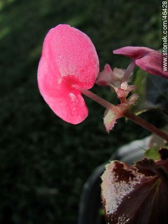 Begonia semperflorens - Flora - MORE IMAGES. Photo #46428