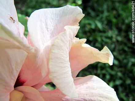 Hibisco doble rosado - Flora - IMÁGENES VARIAS. Foto No. 46421
