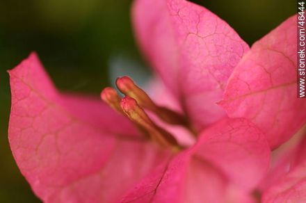 Bougainvillea blossom - Flora - MORE IMAGES. Photo #46444