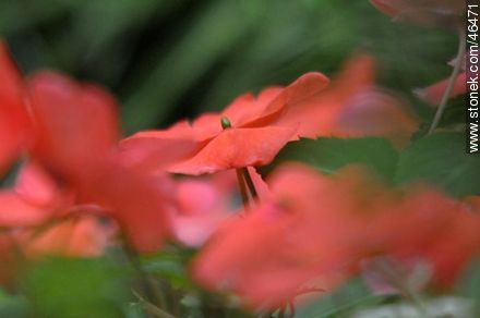 Pink Busy Lizzy, Balsam or Impatiens. -  - MORE IMAGES. Photo #46471