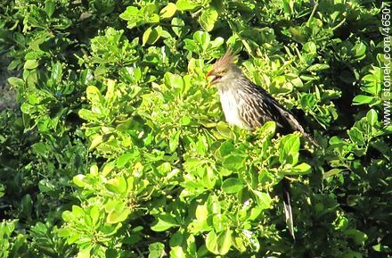 Pirincho - Departamento de Montevideo - URUGUAY. Foto No. 46507