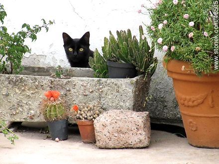 Gato negro a la expectativa - Fauna - IMÁGENES VARIAS. Foto No. 46505