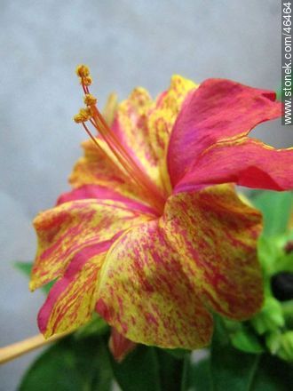 Four o'clock flower or Marvel of Peru. - Flora - MORE IMAGES. Photo #46464
