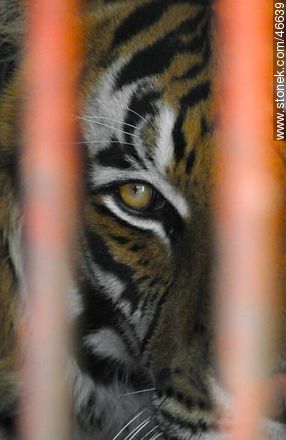 Caged tiger - Department of Montevideo - URUGUAY. Photo #46639